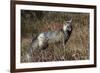 Cascades Red Fox-Ken Archer-Framed Photographic Print