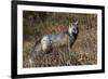 Cascades Red Fox-Ken Archer-Framed Photographic Print