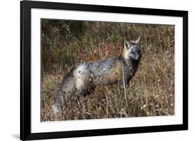 Cascades Red Fox-Ken Archer-Framed Photographic Print