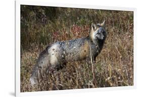 Cascades Red Fox-Ken Archer-Framed Photographic Print