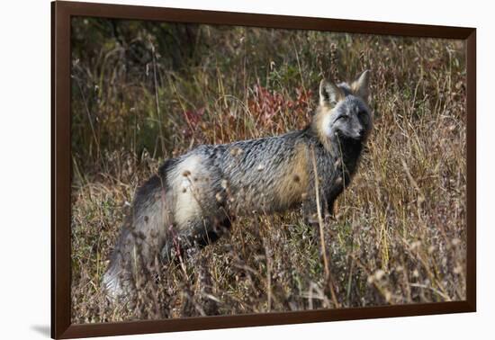 Cascades Red Fox-Ken Archer-Framed Photographic Print