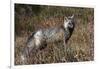 Cascades Red Fox-Ken Archer-Framed Premium Photographic Print