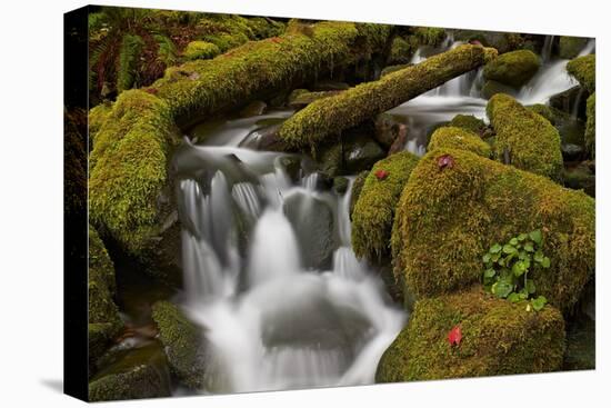 Cascades Through Moss-Covered Boulders-James-Stretched Canvas