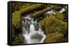 Cascades Through Moss-Covered Boulders-James-Framed Stretched Canvas