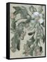 Cascading Bouquet II-Jennifer Goldberger-Framed Stretched Canvas