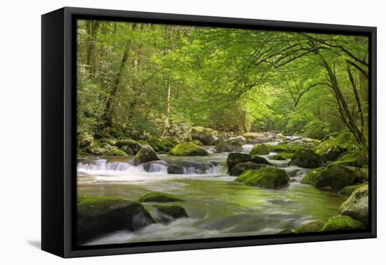 Cascading Creek, Great Smoky Mountains National Park, Tennessee, USA-null-Framed Stretched Canvas