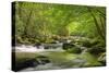 Cascading Creek, Great Smoky Mountains National Park, Tennessee, USA-null-Stretched Canvas