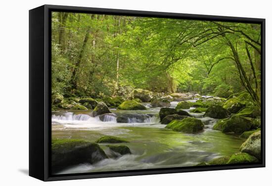 Cascading Creek, Great Smoky Mountains National Park, Tennessee, USA-null-Framed Stretched Canvas