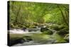 Cascading Creek, Great Smoky Mountains National Park, Tennessee, USA-null-Stretched Canvas