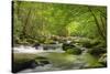 Cascading Creek, Great Smoky Mountains National Park, Tennessee, USA-null-Stretched Canvas