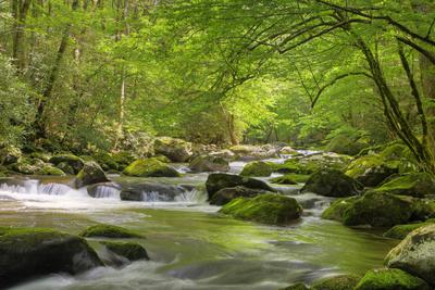 https://imgc.allpostersimages.com/img/posters/cascading-creek-great-smoky-mountains-national-park-tennessee-usa_u-L-PIE3780.jpg?artPerspective=n
