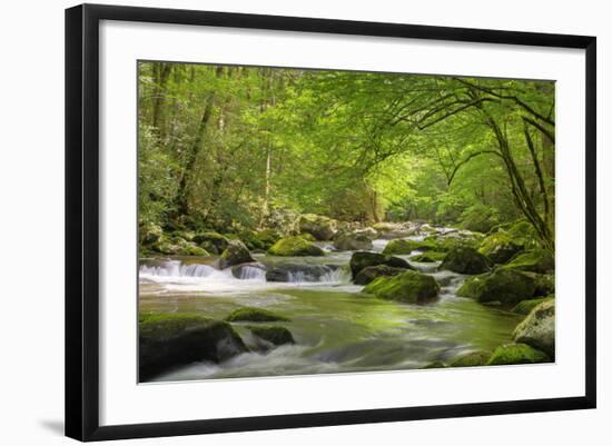 Cascading Creek, Great Smoky Mountains National Park, Tennessee, USA-null-Framed Photographic Print