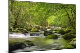 Cascading Creek, Great Smoky Mountains National Park, Tennessee, USA-null-Mounted Photographic Print