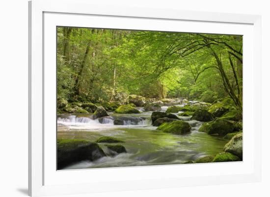 Cascading Creek, Great Smoky Mountains National Park, Tennessee, USA-null-Framed Photographic Print