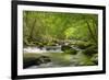 Cascading Creek, Great Smoky Mountains National Park, Tennessee, USA-null-Framed Photographic Print