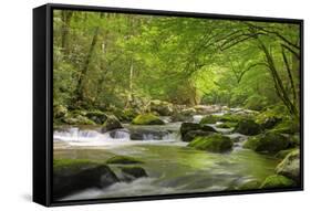 Cascading Creek, Great Smoky Mountains National Park, Tennessee, USA-null-Framed Stretched Canvas