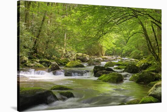 Cascading Creek, Great Smoky Mountains National Park, Tennessee, USA-null-Stretched Canvas