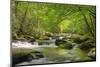 Cascading Creek, Great Smoky Mountains National Park, Tennessee, USA-null-Mounted Photographic Print