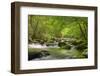 Cascading Creek, Great Smoky Mountains National Park, Tennessee, USA-null-Framed Premium Photographic Print