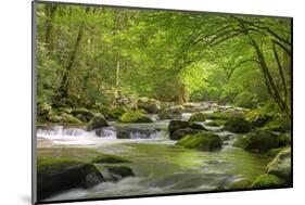 Cascading Creek, Great Smoky Mountains National Park, Tennessee, USA-null-Mounted Premium Photographic Print