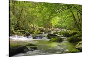 Cascading Creek, Great Smoky Mountains National Park, Tennessee, USA-null-Stretched Canvas