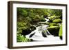 Cascading Creek in the Park, Great Smoky Mountains National Park, Tennessee, USA-null-Framed Photographic Print
