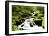 Cascading Creek in the Park, Great Smoky Mountains National Park, Tennessee, USA-null-Framed Photographic Print