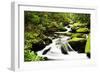 Cascading Creek in the Park, Great Smoky Mountains National Park, Tennessee, USA-null-Framed Photographic Print