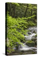 Cascading mountain stream, Great Smoky Mountains National Park, Tennessee, North Carolina-Adam Jones-Stretched Canvas