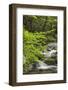 Cascading mountain stream, Great Smoky Mountains National Park, Tennessee, North Carolina-Adam Jones-Framed Photographic Print