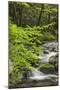 Cascading mountain stream, Great Smoky Mountains National Park, Tennessee, North Carolina-Adam Jones-Mounted Photographic Print