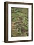Cascading Rice Field Terraces-DLILLC-Framed Photographic Print