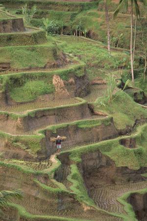 &lsquo;Cascading Rice Field Terraces&rsquo; Photographic Print - DLILLC