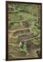 Cascading Rice Field Terraces-DLILLC-Framed Photographic Print