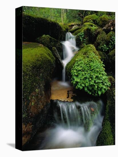 Cascading Stream in Great Smoky Mountains-Ron Watts-Stretched Canvas