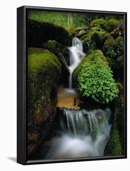 Cascading Stream in Great Smoky Mountains-Ron Watts-Framed Photographic Print