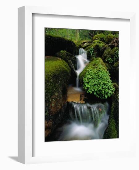 Cascading Stream in Great Smoky Mountains-Ron Watts-Framed Photographic Print