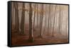 Casentinesi Forest, Tuscan-Emilian Appennines, Tuscany, Italy. Light into the Forest.-ClickAlps-Framed Stretched Canvas
