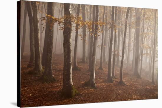 Casentinesi Forest, Tuscan-Emilian Appennines, Tuscany, Italy. Light into the Forest.-ClickAlps-Stretched Canvas