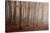 Casentinesi Forest, Tuscan-Emilian Appennines, Tuscany, Italy. Light into the Forest.-ClickAlps-Stretched Canvas