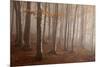 Casentinesi Forest, Tuscan-Emilian Appennines, Tuscany, Italy. Light into the Forest.-ClickAlps-Mounted Photographic Print