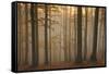 Casentinesi Forest, Tuscan-Emilian Appennines, Tuscany, Italy. Sunset into the Forest-ClickAlps-Framed Stretched Canvas
