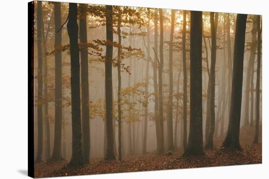 Casentinesi Forest, Tuscan-Emilian Appennines, Tuscany, Italy. Sunset into the Forest-ClickAlps-Stretched Canvas