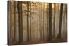 Casentinesi Forest, Tuscan-Emilian Appennines, Tuscany, Italy. Sunset into the Forest-ClickAlps-Stretched Canvas