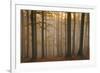 Casentinesi Forest, Tuscan-Emilian Appennines, Tuscany, Italy. Sunset into the Forest-ClickAlps-Framed Photographic Print