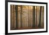 Casentinesi Forest, Tuscan-Emilian Appennines, Tuscany, Italy. Sunset into the Forest-ClickAlps-Framed Photographic Print