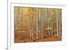 Casentinesi Forest, Tuscan-Emilian Appennines, Tuscany-ClickAlps-Framed Photographic Print