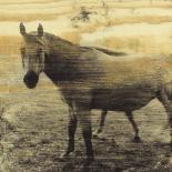 Extension of a Horse-Casey Mckee-Art Print