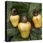 Cashew Nuts, Thailand-Russell Gordon-Stretched Canvas