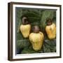 Cashew Nuts, Thailand-Russell Gordon-Framed Photographic Print